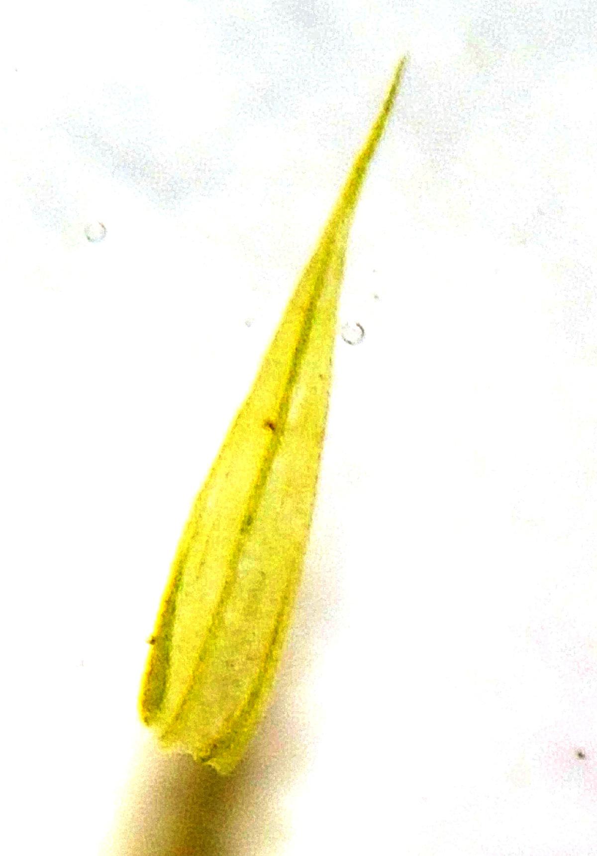 Homalothecium philippeanum